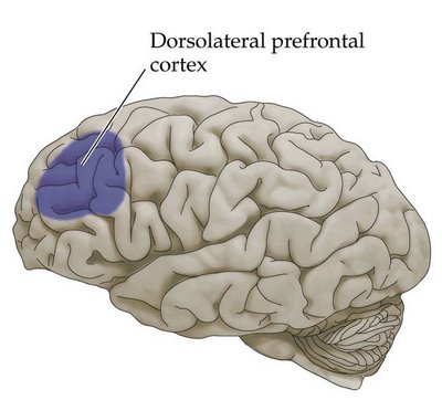 What are the functions of the prefrontal cortex?   wisegeek